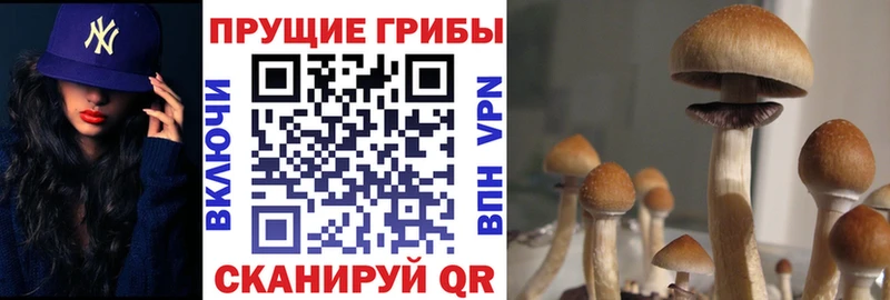 купить закладку omg ссылка маркетплейс формула Иркутск Псилоцибиновые грибы Psilocybine cubensis